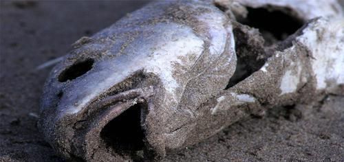 人類 地球狀況不容樂觀？220位專家表示，未來10年人類要面臨5大危機！