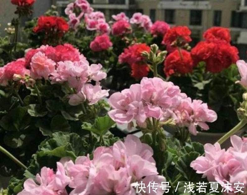 阳台上|女生阳台选5种花，花期长花量大，轻松变“花海”，关键是好养