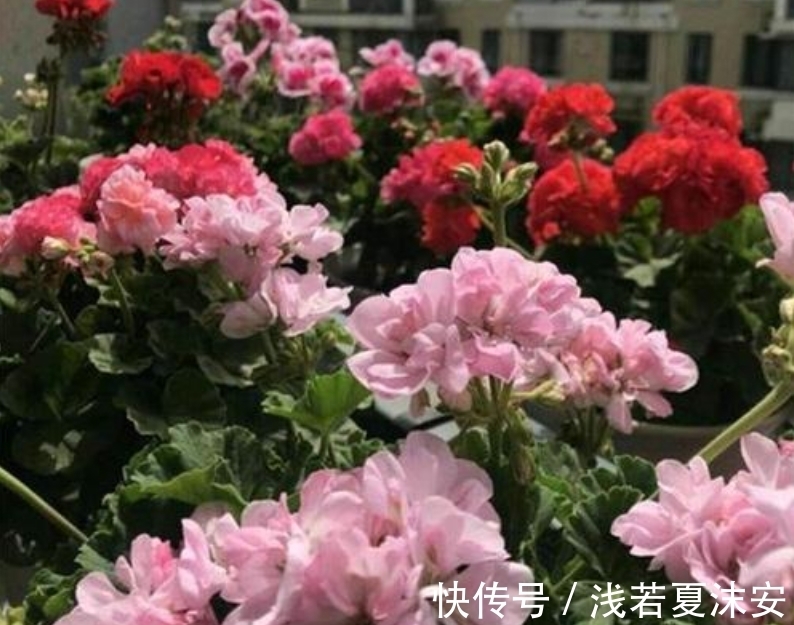 女生阳台选5种花,花期长花量大,轻松变“花海”,关键是好养