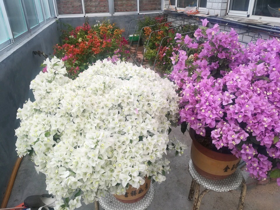 成为养花高手，记得别做“3件”错事，几乎啥花都能养“爆盆”