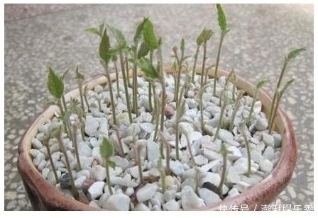 以下8种水果的种子,随便一种就是漂亮的花卉盆景,比买的还漂亮