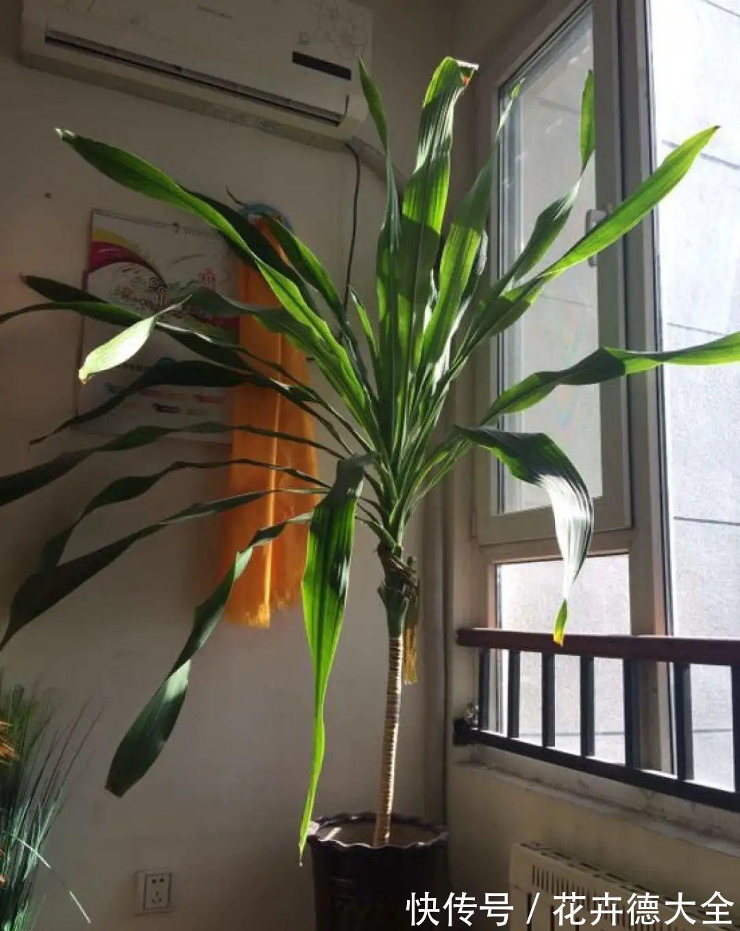 7种花，现在要砍头，冲天炮变成爆炸头