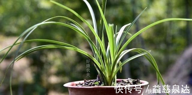 浇水|兰花浇水有多难不要再被兰谚所困,知道这两条就行了!