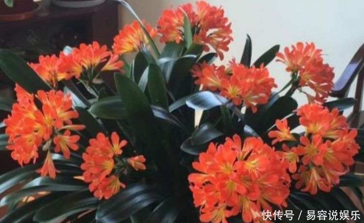 植株|4种花是花中的强者,漂亮干净又养活,新手也能养得很好