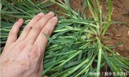 农村|农村常见的野草,农民当它是杂草,殊不知药用价值极高,一斤20元