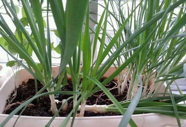 小花|阳台种了3种菜,一茬一茬很新鲜,夏天正好长得旺,吃得过瘾