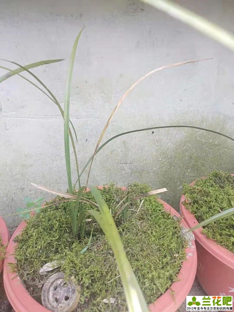 茎腐病|兰花叶片发黄发黑，先查清原因再脱盆，不要急着救治