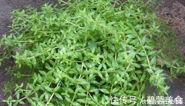 赵学敏|它是如此的珍贵,若长在你家路旁,赶紧移栽家中,小心被别人挖走