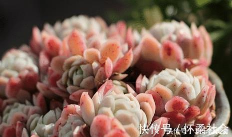 叶片|3种多肉植物，叶片有香味，遇水易疯长，养成小老桩！