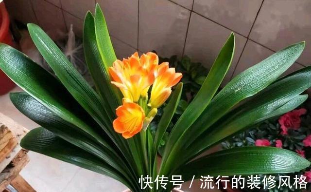 茉莉花|家里养殖的花卉在度夏时,最怕的不是温度高,而是怕乱浇水