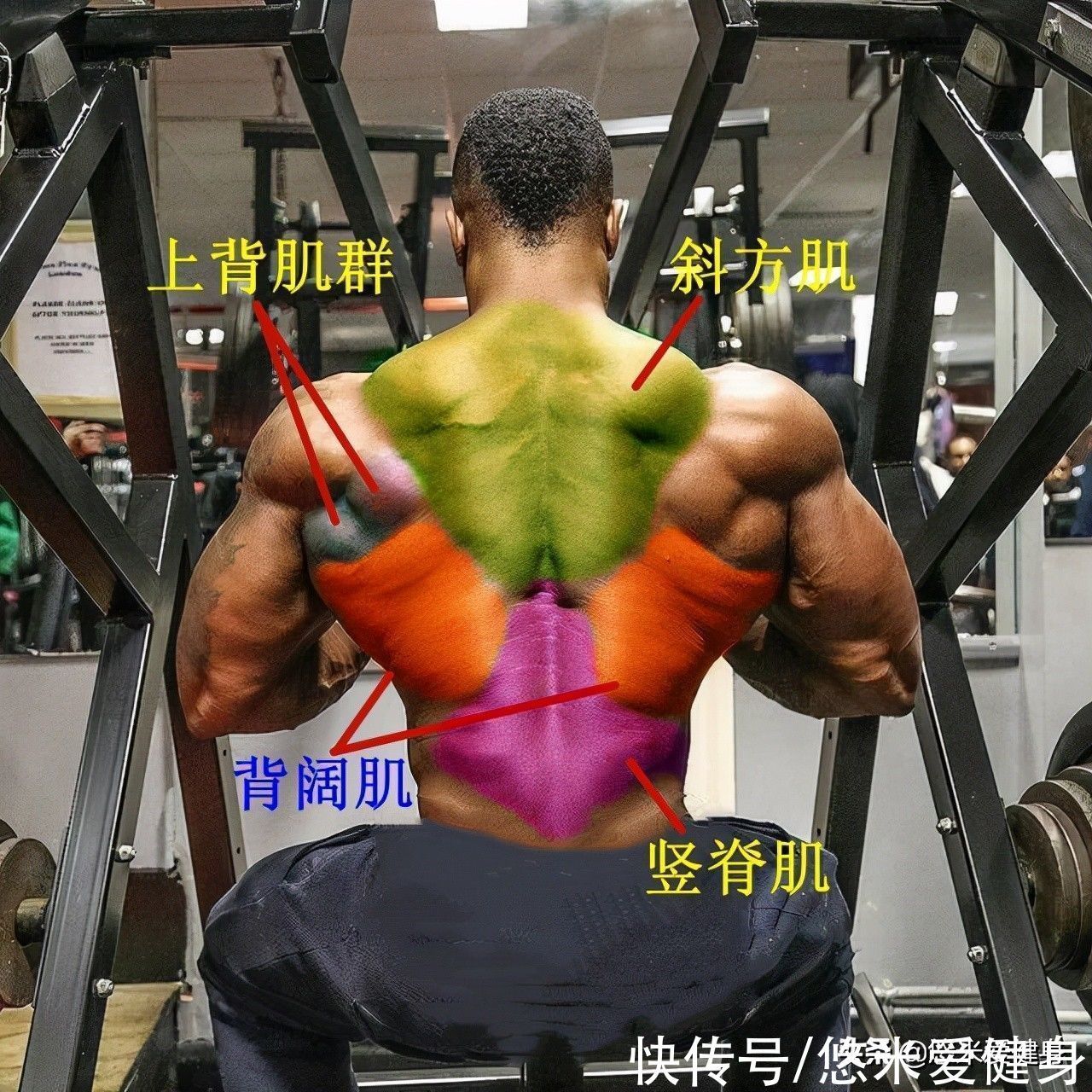 厚度|想要增加背阔肌厚度，多做这3个动作，更有效提升练背效果