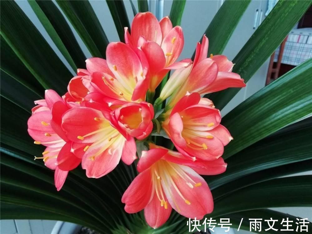 开花|养君子兰的要注意了,12月是黄金时期,能不能开花就看这个月份