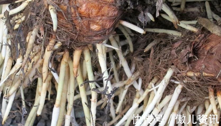 喜欢老桩盆景,该怎么拥有?老花匠:将新苗养成老桩才是最佳选择