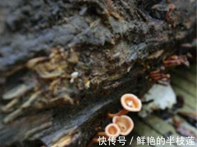 木头！男子造根雕500罗汉，富豪开价100万后又反悔，现今烂在仓库长出蘑菇