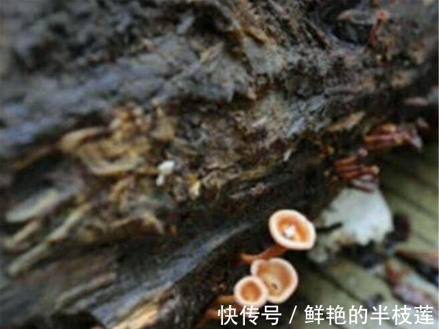 木头!男子造根雕500罗汉,富豪开价100万后又反悔,现今烂在仓库长出蘑菇