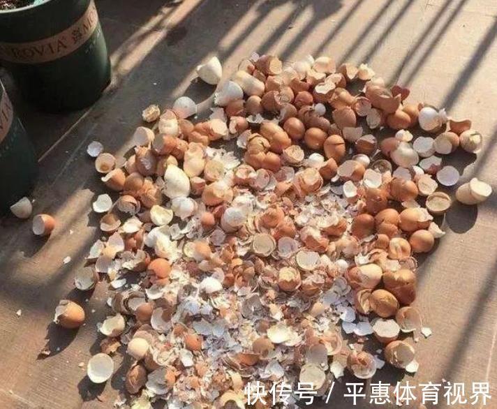 爆盆|想要长寿花花苞多？家里2种垃圾不要丢，掺在盆里开花爆盆