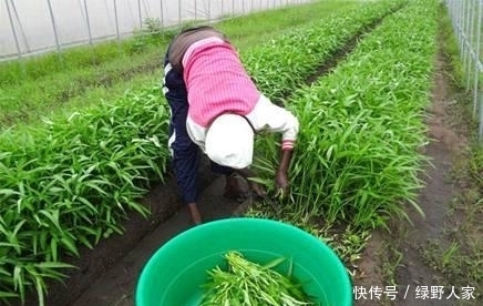  要来|非洲一盘白菜60元, 中国人来这开荒收获后, 当地人争相要来下地