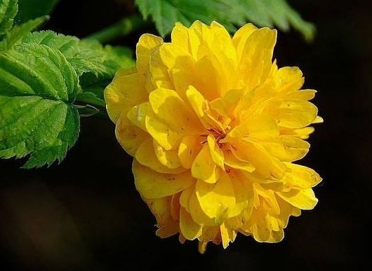 养这些月季,花开花色妖艳,花香四溢,开出的花又大又艳