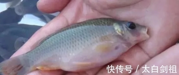 不讲武德!男子敲碗抓鱼,鱼是凭声音被一网打尽的吗?