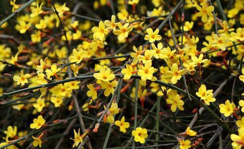 灌木花卉|有个小院子,定要种上6种花,皮实又好养,长成传家宝!