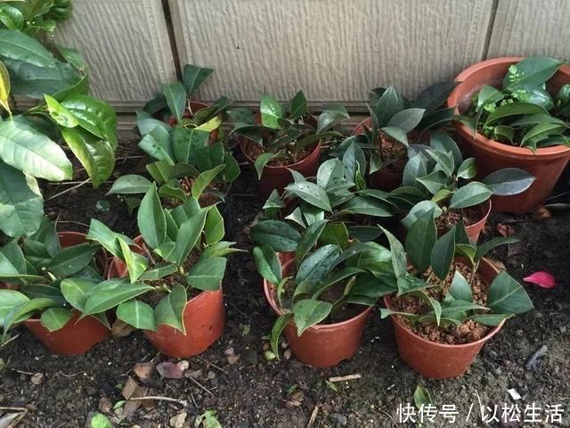 6月,最适合扦插的花,一插就活,大白根冒疯了