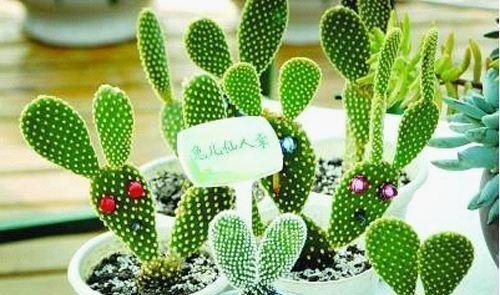 这6种花卉,越是忘记浇水,越容易长爆盆,新手和懒人都爱种