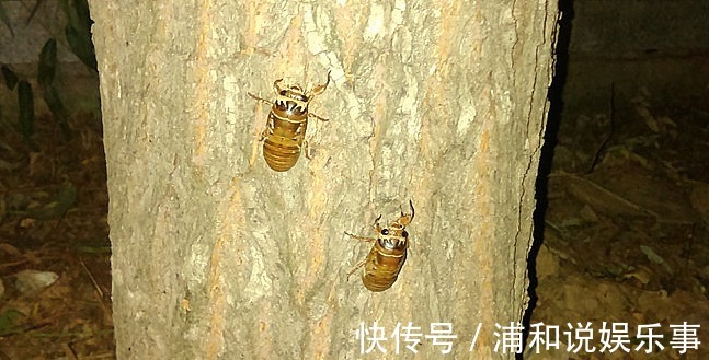 野味|老农民最想抓的三种野味,营养价又高,有一种要600元一斤