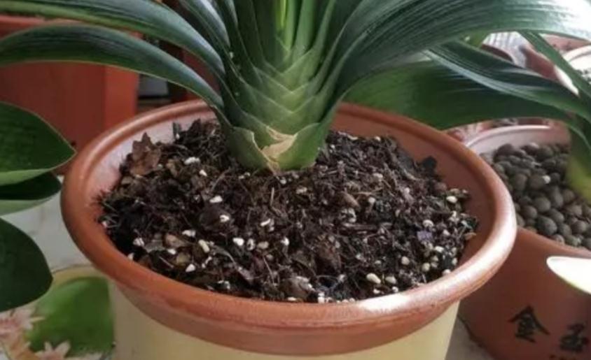 发酵羊粪，用来养花该注意什么？