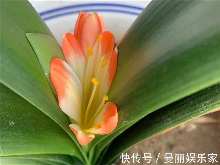 雄蕊|3种花不用“扦插”，花开完等俩月，半年变成“养花大户”！