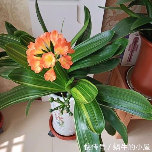 烂根|七八月份的君子兰,不能“瞎折腾”,保证健康才能安稳度夏