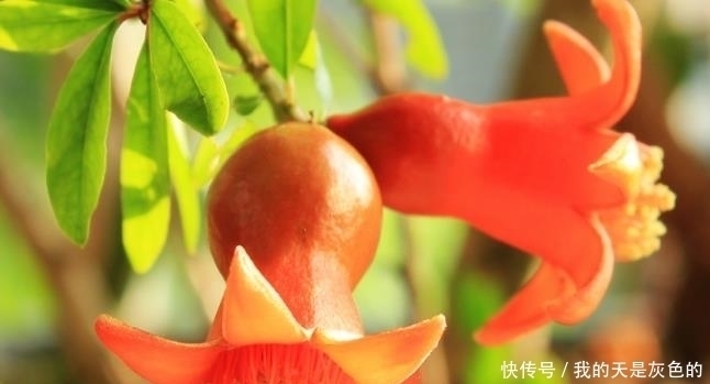 火龙果|4种水果核,撒到小花盆,一个月变精致小盆栽,还能养开花