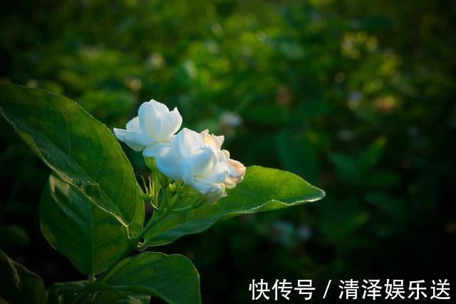 茉莉|茉莉花能开150天,学会2个“技巧”,你也能做到!