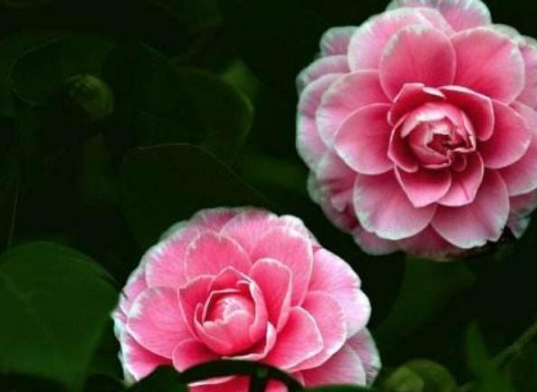 养茶花,尤其是夏天,“一点”要记住,不然叶片黄又蔫,花朵掉