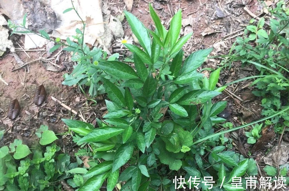 小树|人称“饿蚂蝗”,名字挺吓人,用处却很高,过去常炖肉给小孩吃