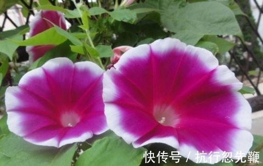 凤仙花凤仙花|养花就养这几款,全年开花不停,花香四溢飘满屋,美爆了