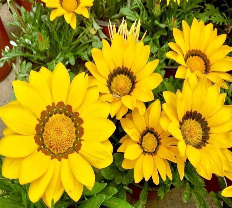 养花试试这几款,花朵美丽优雅开放频繁