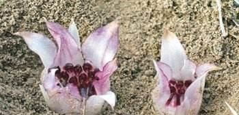 探寻出来|这些植物美不胜收但又十分稀有,你认识这些植物吗