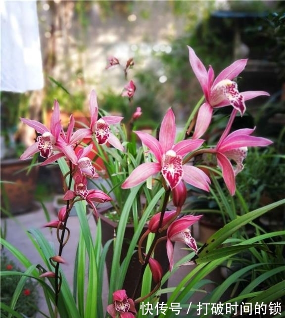 它被誉为“兰中贵妃”，有色有香，花姿典雅，值得花迷们居家养护