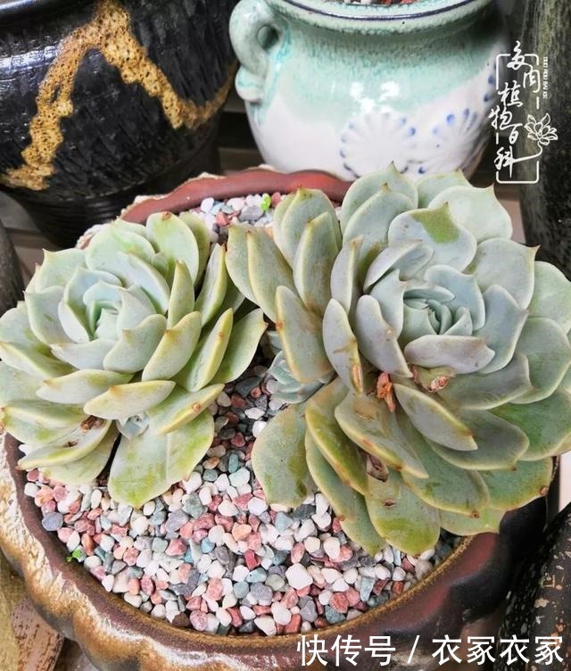 如何让多肉变美看看我是如何宠它们的!如何让多肉变美看看我是如何宠它们的!
