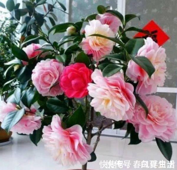 茶花|漂亮的4种花,家里充满色彩感,阳台变成“小花园”!