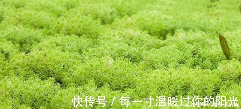 苔#袁枚最有哲理的一首诗,虽然我们很渺小,但也要活得比别人更精彩