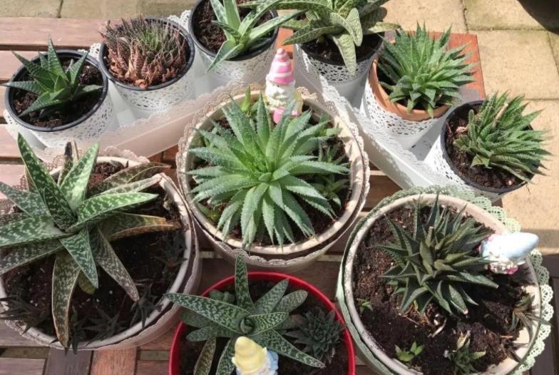 养花|路边随处可见的它,被誉为“天然酸性土”,又肥又透气