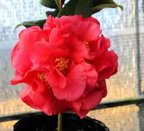 人脸|花型比“人脸”还大的茶花，比牡丹还要美，香味十足，北方也能养