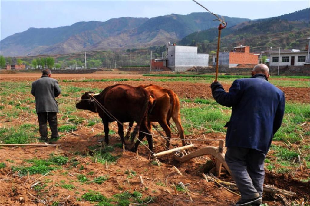  落雨|“冬至落雨星不明，大雪纷纷步难行”，冬至来临，今冬天气冷吗？