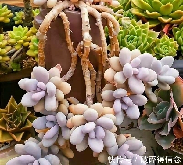 悬崖|最容易长老桩的八种多肉，悬崖瀑布桩快速养出来