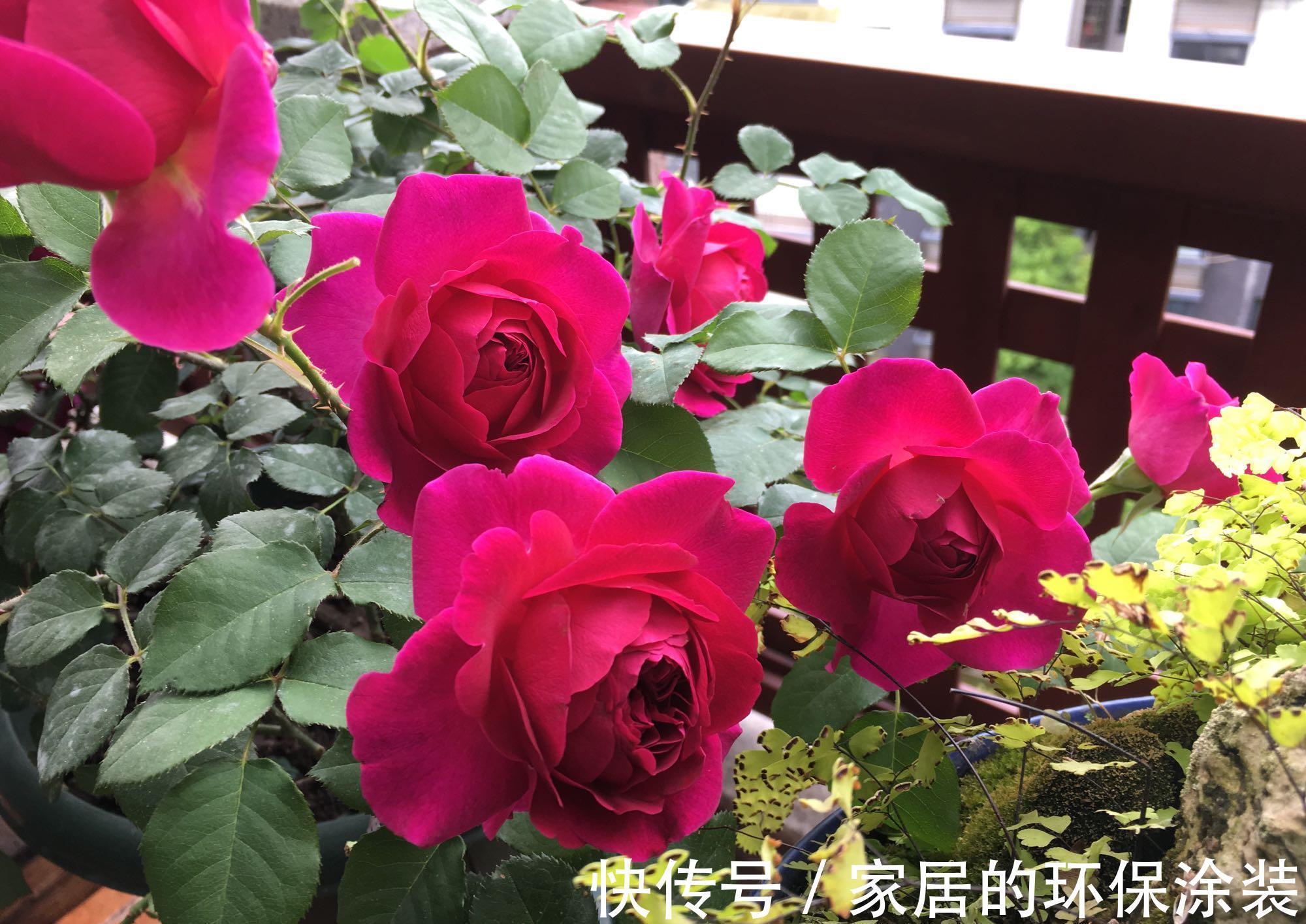 月季|你的阳台还有位置吗?养棵“黑伍德”,多季有花开,赏花又闻香!