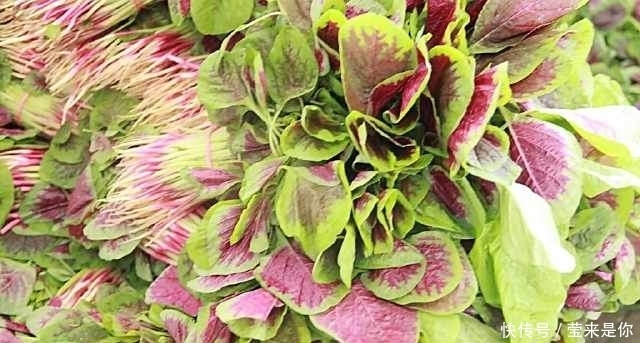 東風(fēng)菜|有的野菜農(nóng)村人都不喜歡吃,但都有很多的功效