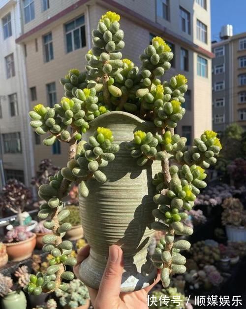 养多肉坚持很重要，都说很丑的龟之卵，六年时间变悬崖桩，真好看