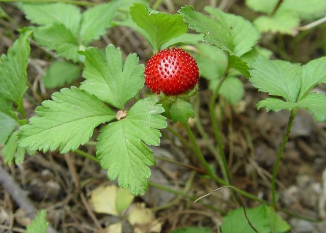 名医别录|这种野果你以为是给蛇吃的?治病也是不错的中药呀