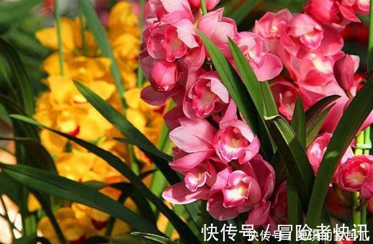 几种花超好养，丢土里就能活，一年多次开花，极为美丽